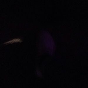 Meet your Posher, Zion